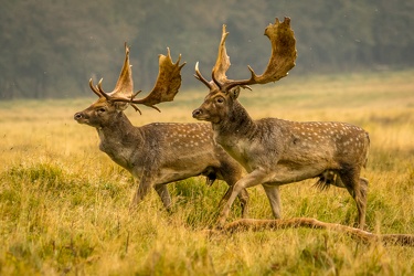 Fallow deer